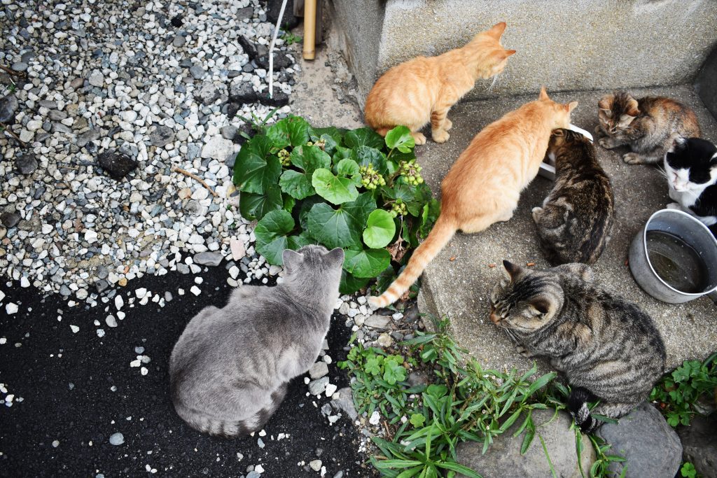 e59cb0e59f9fe78cabe6b4bbe58b95e68890e58a9fe4be8befbc9aae59cb0e59f9fe381a8be59cb0e59f9fe381aee58f96e3828ae7b584e381bfe7b4b9e4bb8b