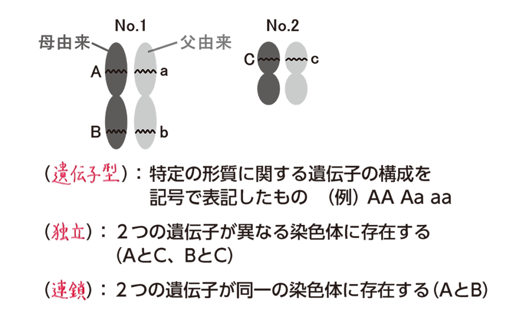 e5afbee7ab8be981bae4bc9de5ad90e381aee585b7e4bd93e4be8be381a8e3819de381aee5bdb1e99fbfe38292e8a7a3e8aaac