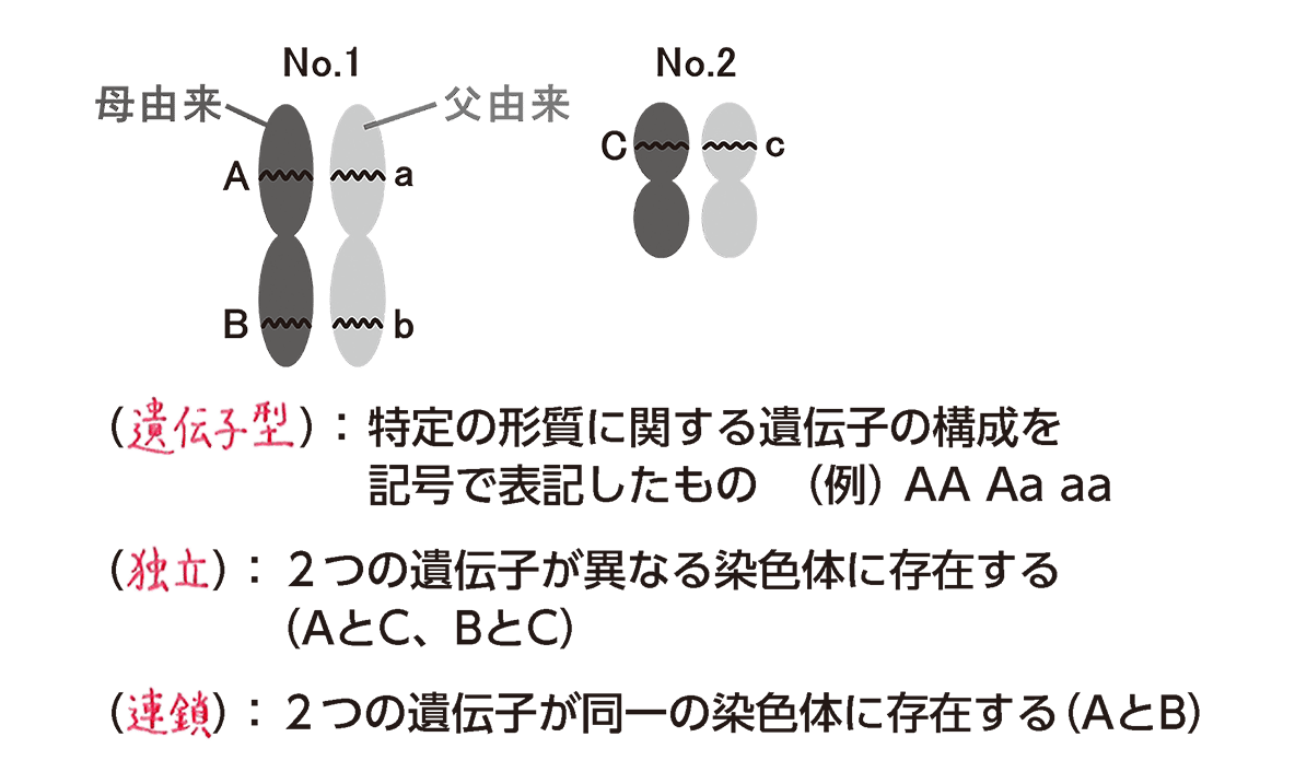 e5afbee7ab8be981bae4bc9de5ad90e381aee585b7e4bd93e4be8be381a8e3819de381aee5bdb1e99fbfe38292e8a7a3e8aaac