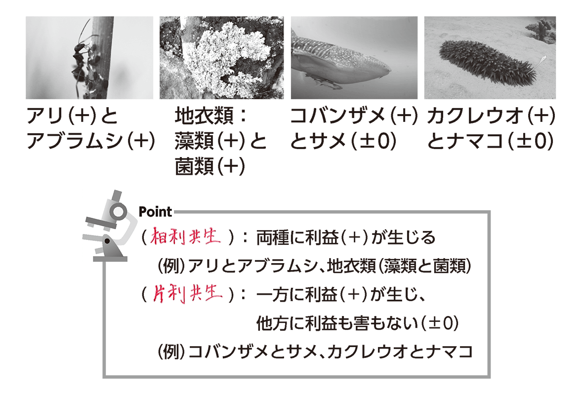 e78987e588a9e585b1e7949fe381aee585b7e4bd93e4be8be381a8e3819de381aee383a1e383aae38383e38388e38292e68ea2e3828b