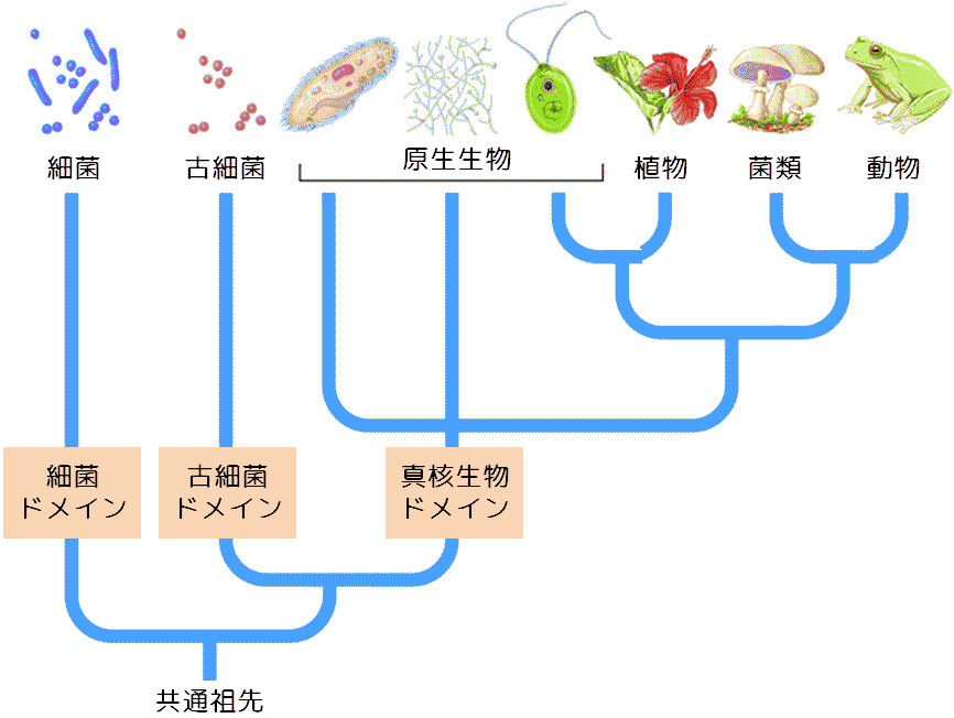 種分化とは?具体例で理解する生物の進化プロセス