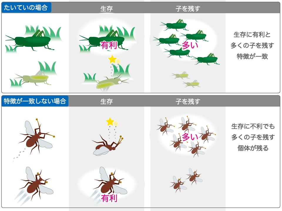 e887aae784b6e6b798e6b1b0e381aee4be8befbc9ae7949fe789a9e3818ce792b0e5a283e381abe981a9e5bf9ce38199e3828be4bb95e7b584e381bf